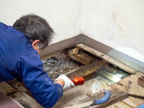 Best Mold Remediation Services  in Muscoy, CA