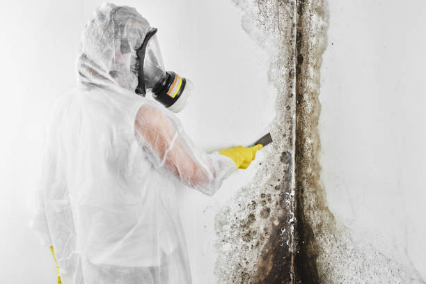 Best Local Mold Removal Service  in Muscoy, CA