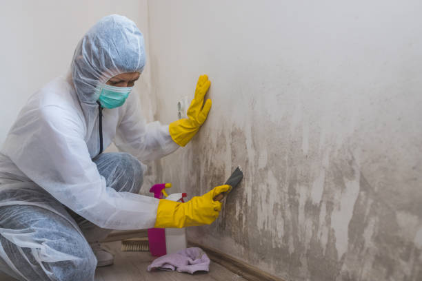 Best Toxic Mold Removal  in Muscoy, CA
