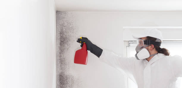 Best Professional Mold Removal  in Muscoy, CA