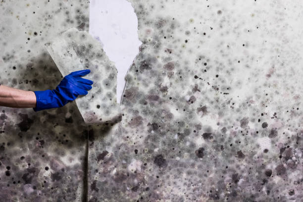 Best Black Mold Removal  in Muscoy, CA