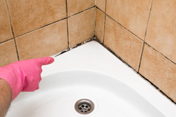 Reliable Muscoy, CA Mold Removal Solutions